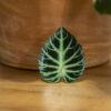 Philodendron Verrucosum Phone Grip