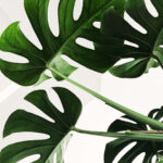 Monstera