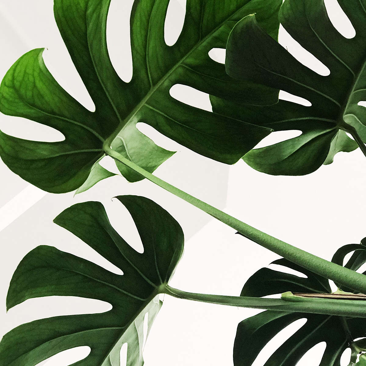 Monstera